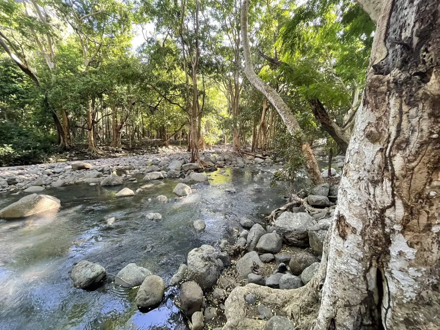 Sunlit river bend with old trees