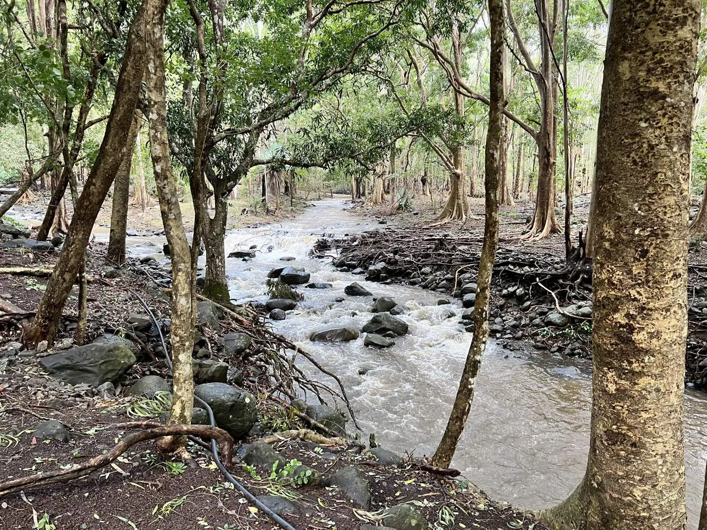 River running through the forest after rain